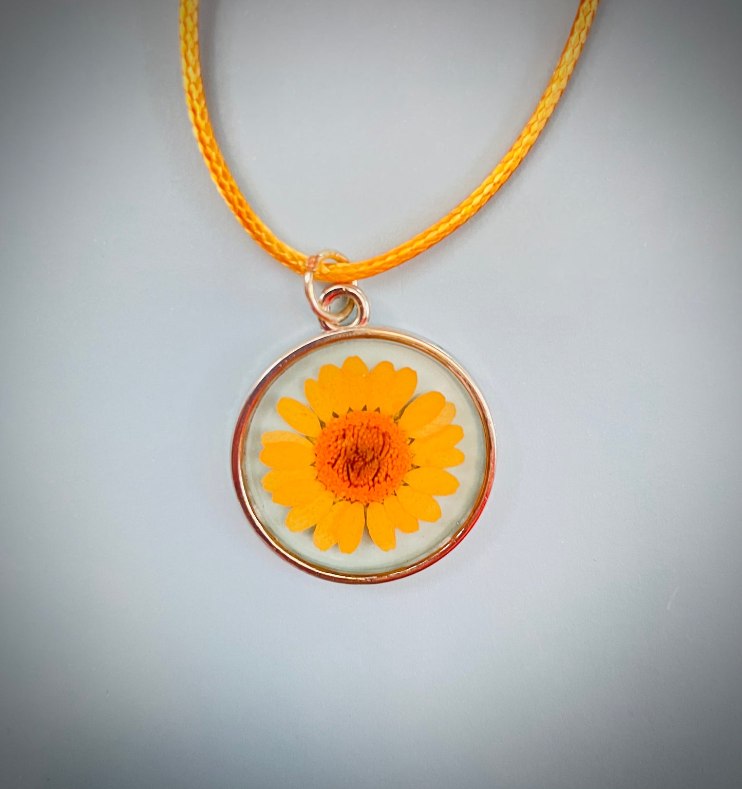 Daisies