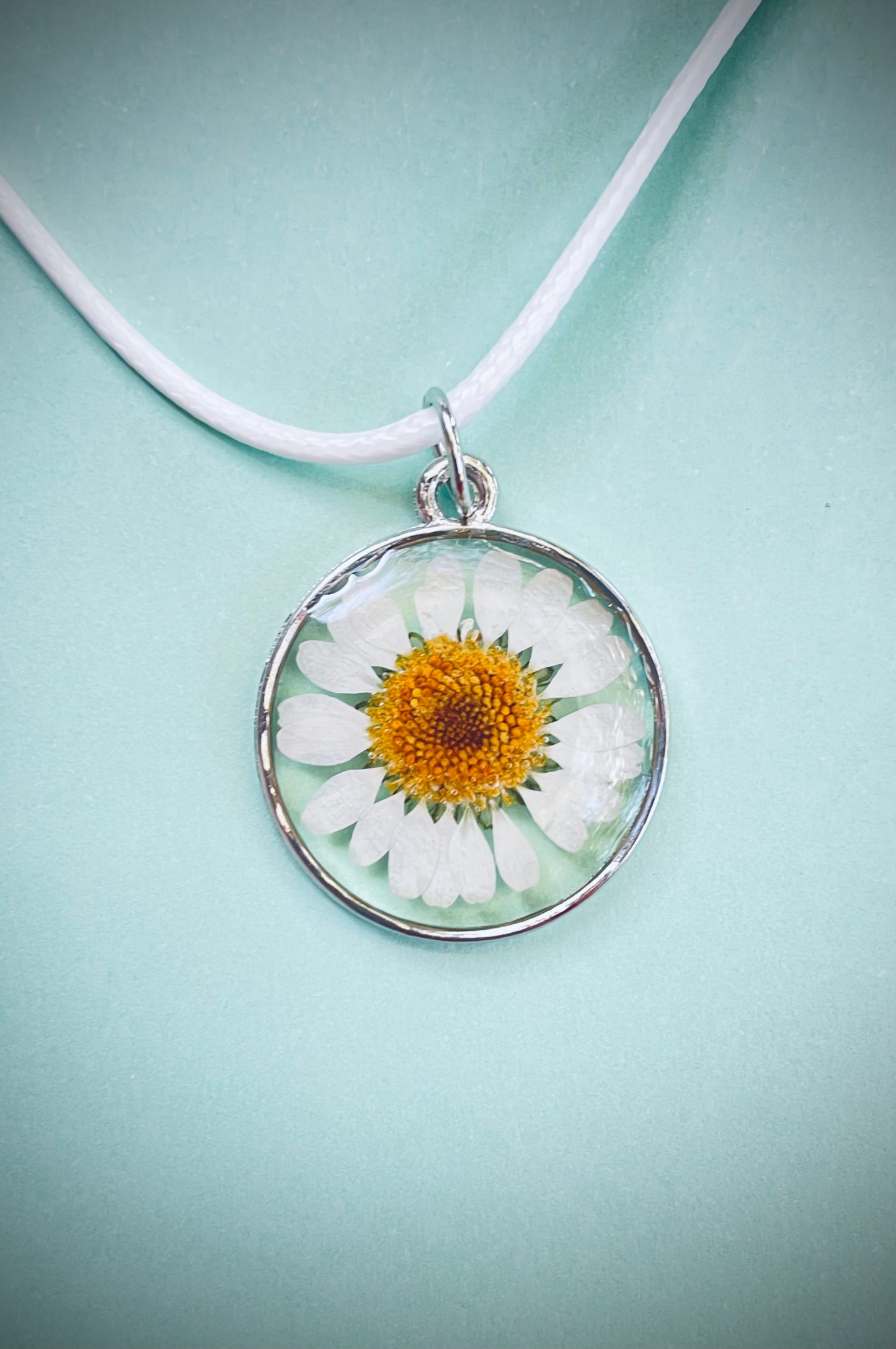 Daisies